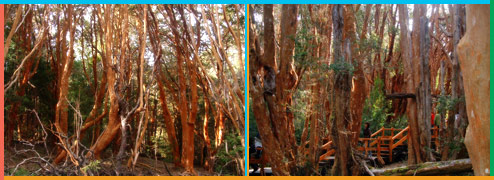 Parque Nacional Los Arrayanes en Bariloche